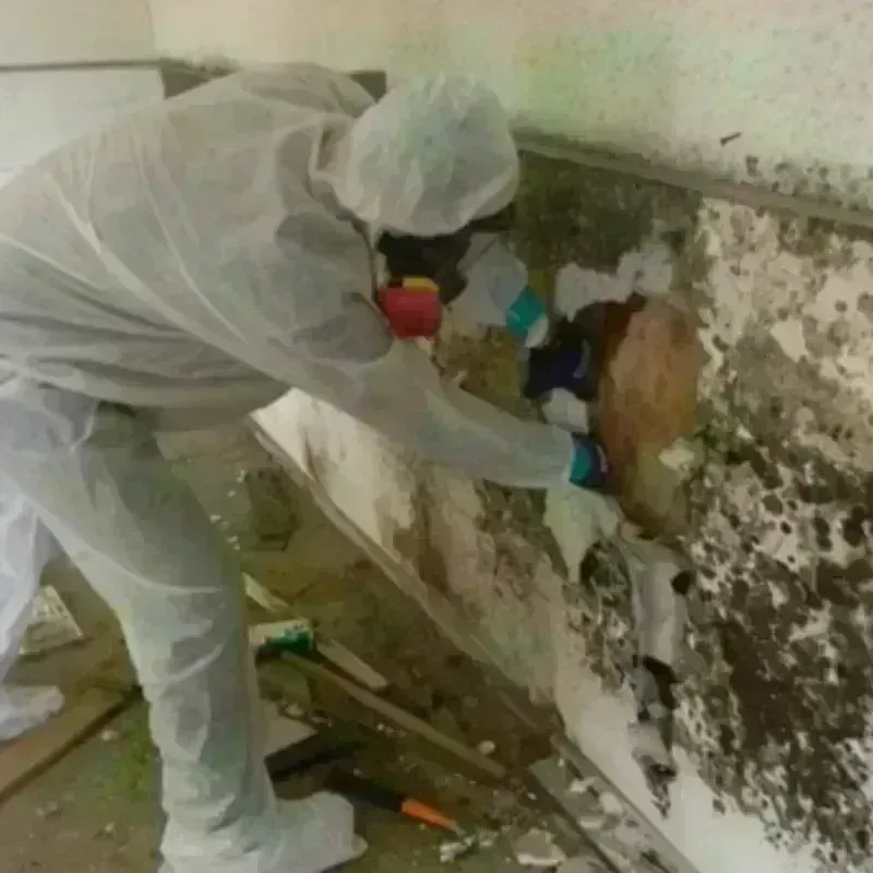 Mold Remediation and Removal in Waukon, IA